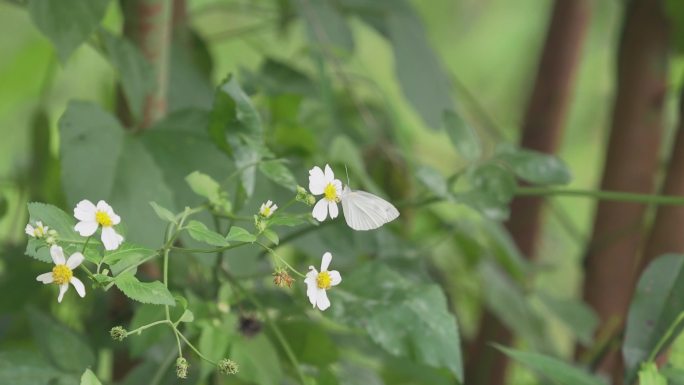白蝴蝶在草丛中飞舞