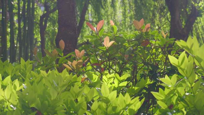 植物树叶阳光树叶逆光