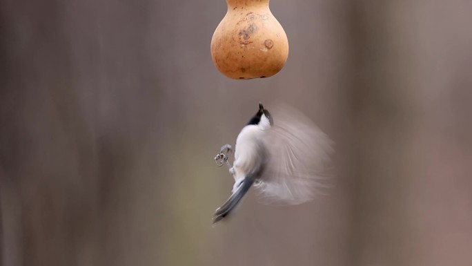 大山雀吃食物、小鸟飞向喂食器