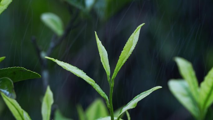 毛尖春茶白茶绿茶茶叶手工茶