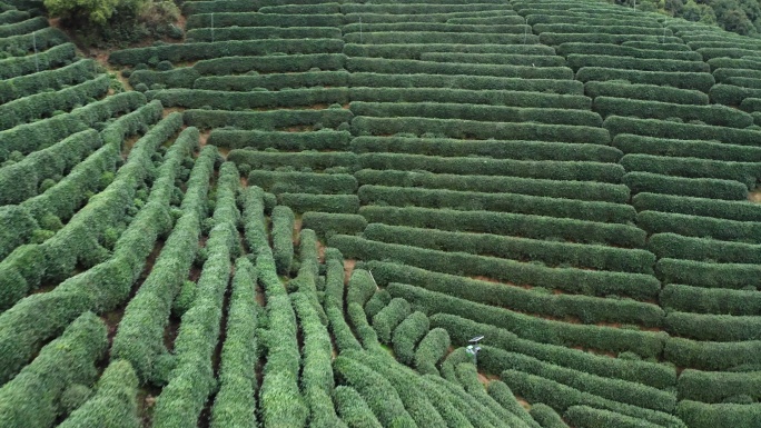 航拍浙江龙坞镇龙坞茶园的茶树