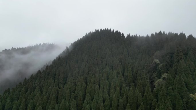 天鹅林场森林起雾航拍-6 D-log