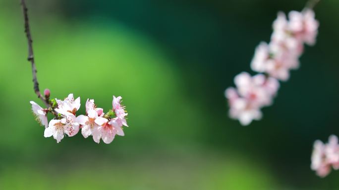 春天唯美桃花特写