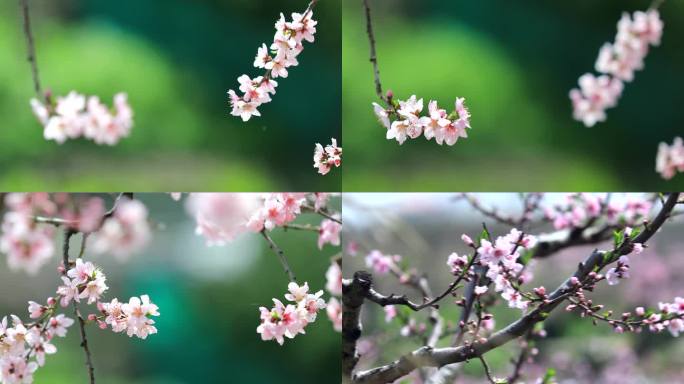 春天唯美桃花特写