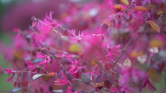 紫色花 绿化 春天  唯美 视频 素材