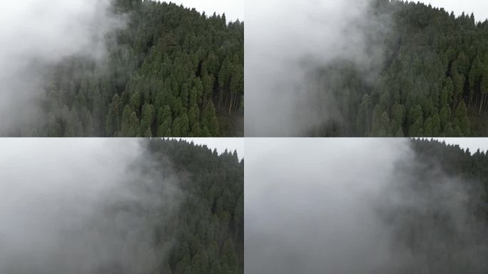 森林起雾航拍 -10 D-log