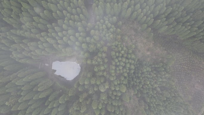 天鹅林场森林起雾航拍 D-LOG