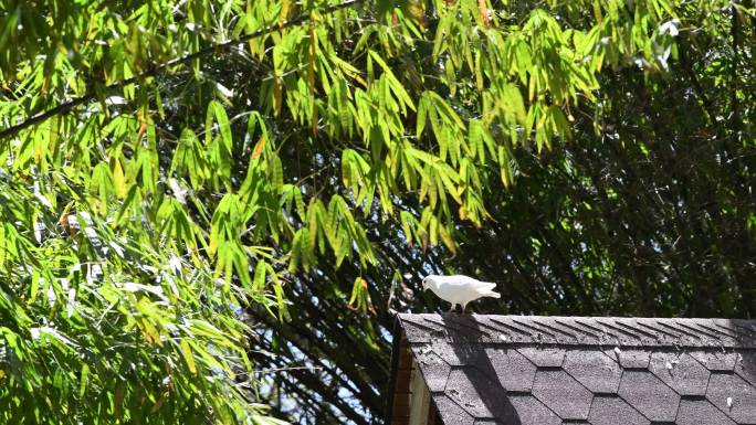 竹林公园里鸽舍里的白鸽