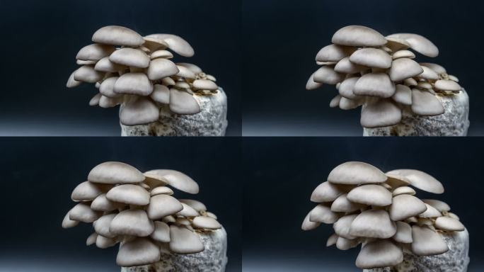 蘑菇生长成熟特写延时