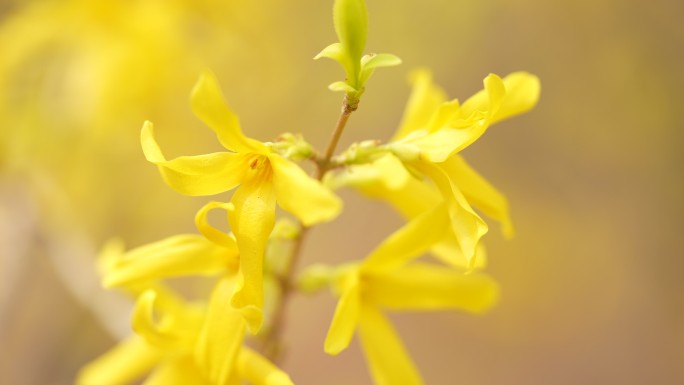 黄色连翘花朵