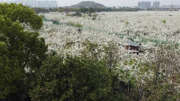 航拍苏州树山梨花节