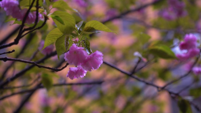 春天雨后花朵