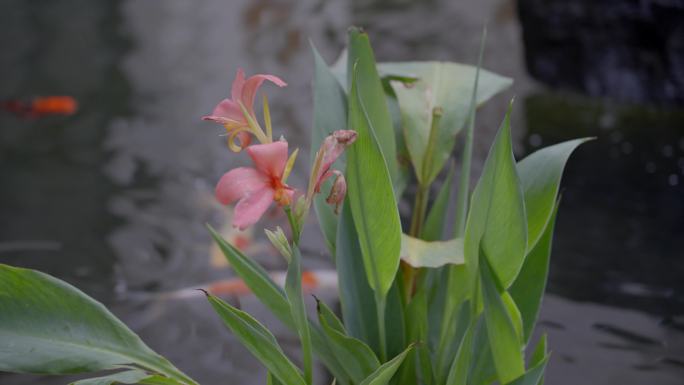 2023广东龙门南昆山温泉度假锦鲤金鱼