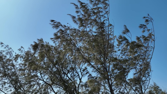 仰拍风吹松树林特写视频素材风吹树叶特写