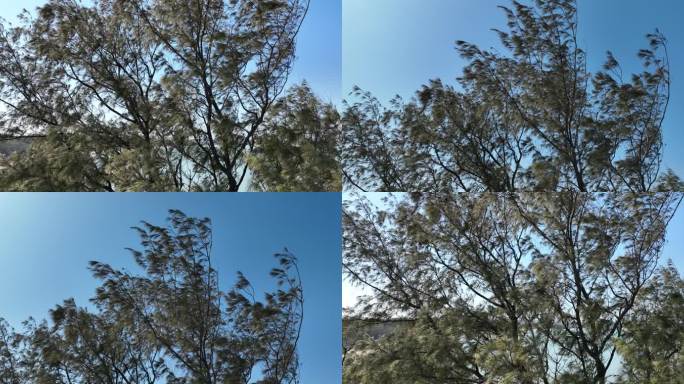 仰拍风吹松树林特写视频素材风吹树叶特写
