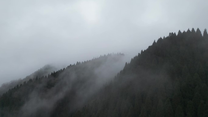 天鹅林场森林起雾航拍-4 D-log