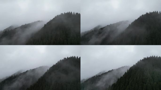 天鹅林场森林起雾航拍-4 D-log
