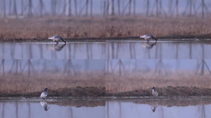 东方宝石、国宝朱鹮捕泥鳅（六）