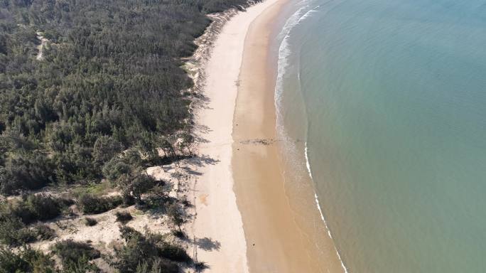 海边树林航拍海岸线森林大海松树沙滩植被