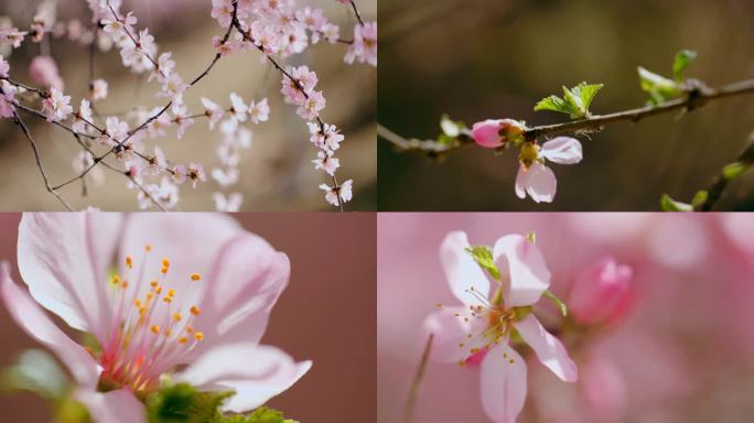春天唯美桃花含苞待放