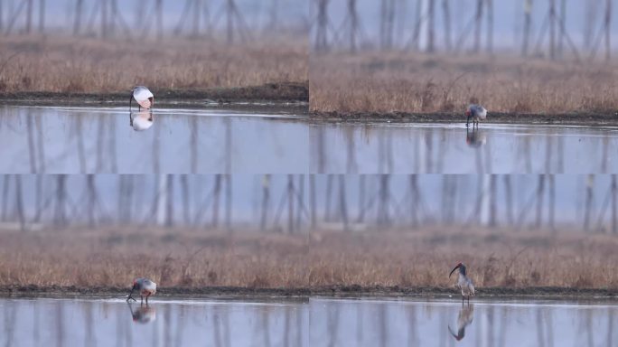 东方宝石、国宝朱鹮水里捕泥鳅（七）