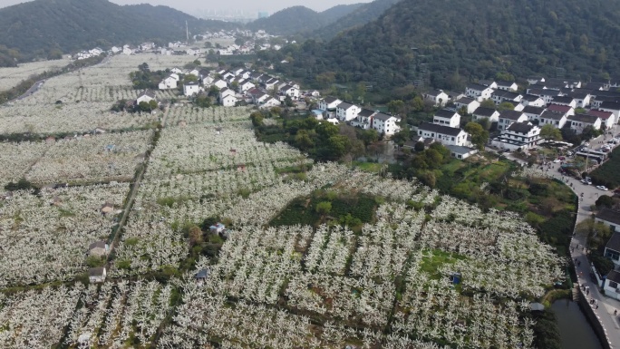 4k高清航拍苏州树山梨花节