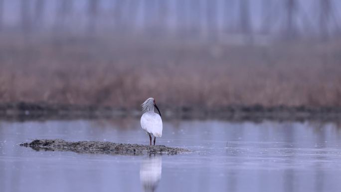 东方宝石、国宝朱鹮与白鹭捕泥鳅（三）