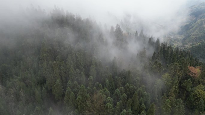 什邡天鹅林场森林起雾航拍