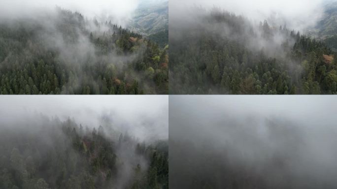 什邡天鹅林场森林起雾航拍