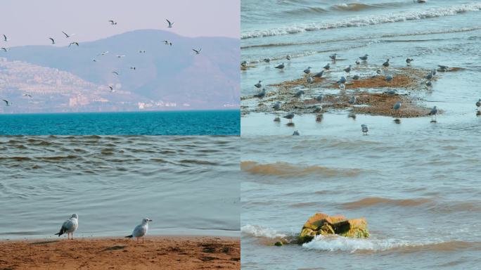 4k海鸥海边湖边海面湖面