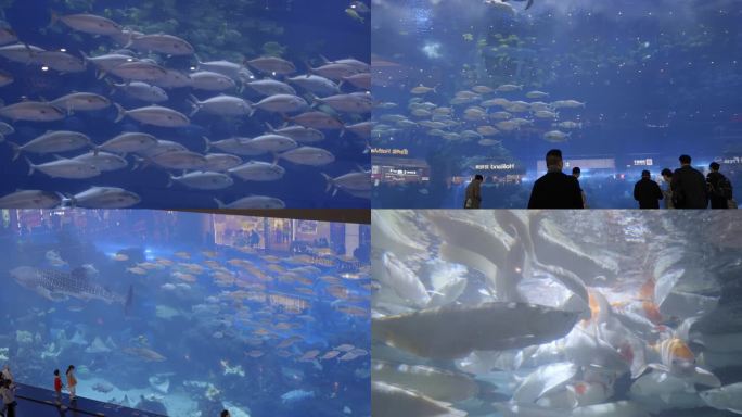 海洋馆 水族馆实拍