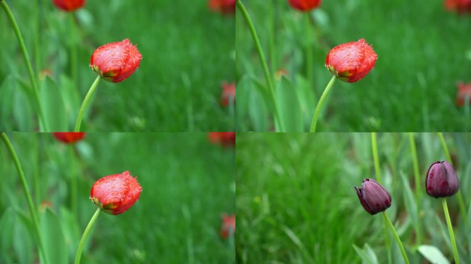 带露珠的唯美郁金香花