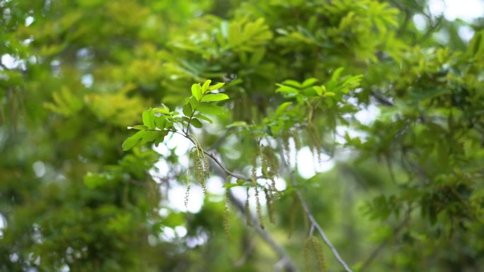 楚天植物 绿植 树芽 树果 春意盎然