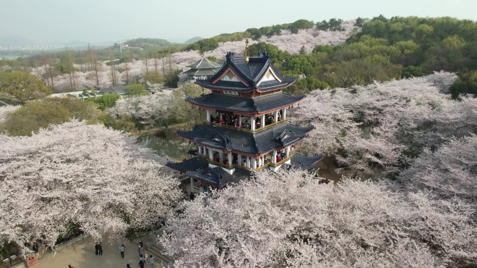 原创 江苏无锡太湖鼋头渚樱花谷航拍风光