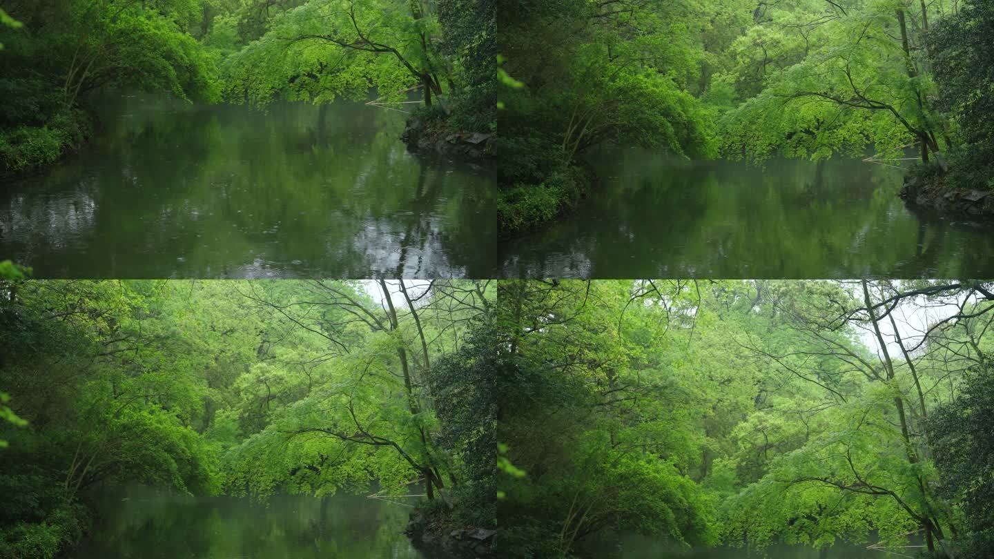 春天杭州花港观鱼植物鸟绿色自然