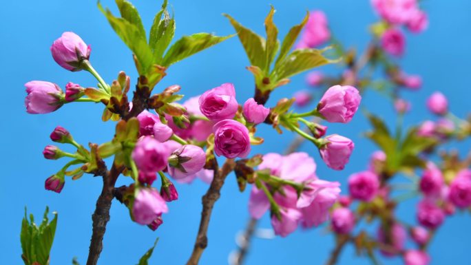 樱花开