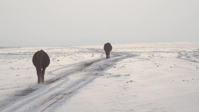 4k马儿在雪地里行走