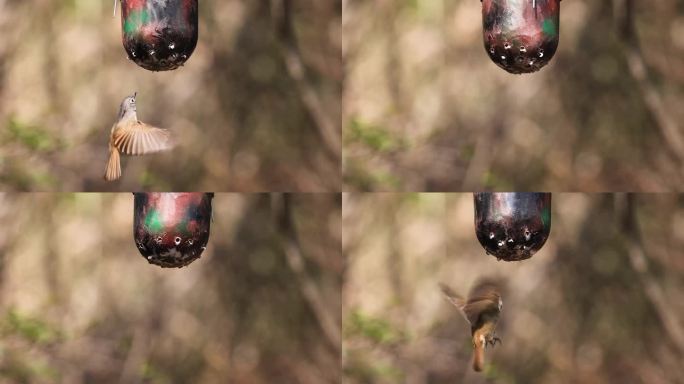 灰眶雀鹛吃食物、小鸟飞向喂食器