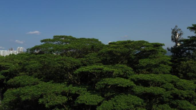 深圳湾 红树林 绿色生态