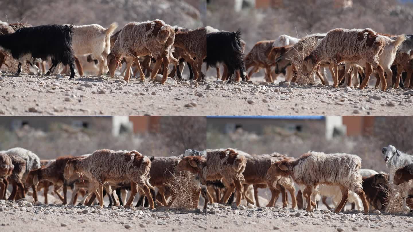 新疆少数民族牧民放羊