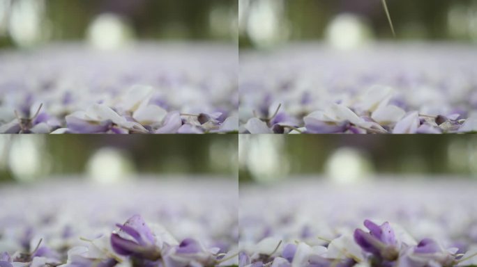 紫藤花落在地上升格慢动作近景