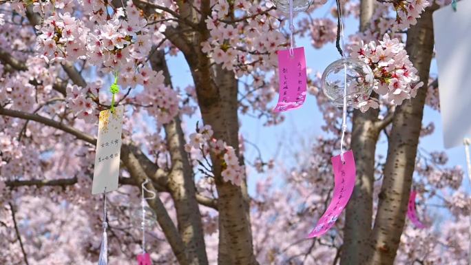 春天盛开的樱花树祈福慢镜头