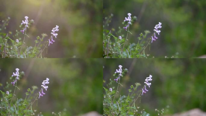 野花 野草  紫色花