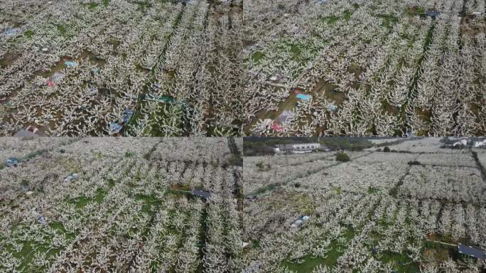 航拍苏州树山梨花节