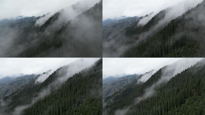 森林起雾航拍 -9 D-log
