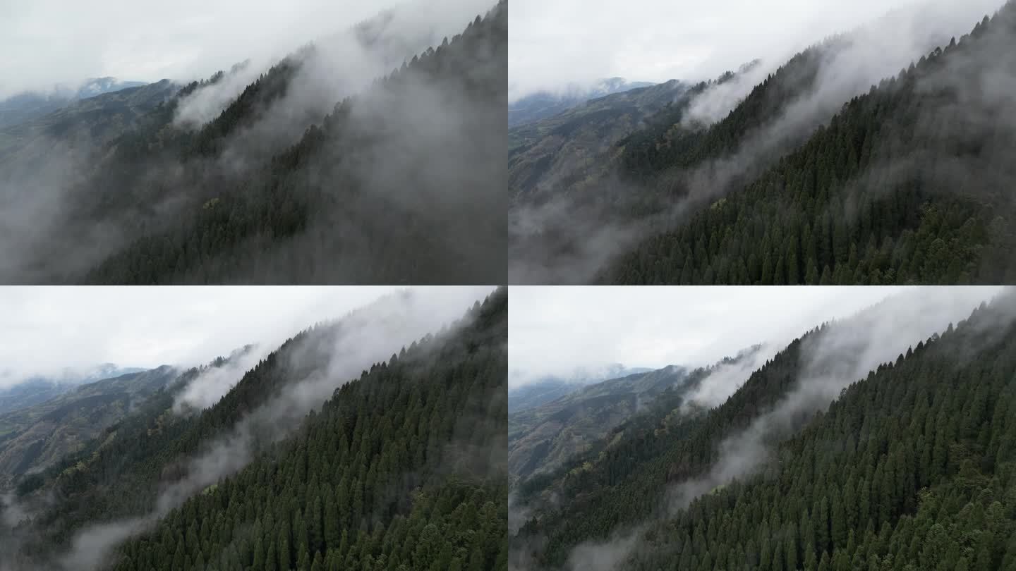 森林起雾航拍 -9 D-log