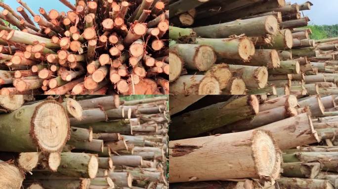 按树木堆胶合板材木材工业原木伐木木材材料