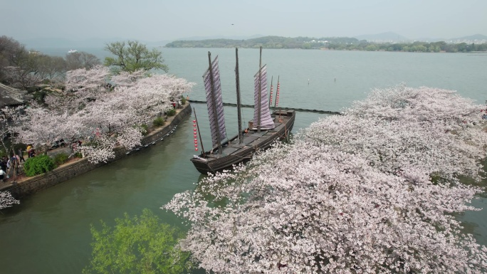 原创 江苏无锡太湖鼋头渚樱花航拍风光