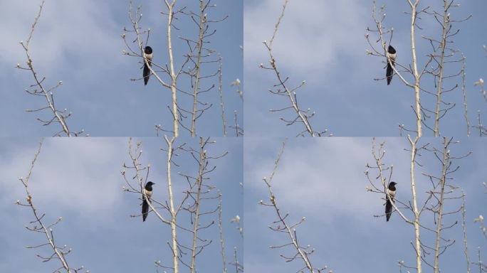 树上一只喜鹊栖息在枝头左顾右盼然后飞走