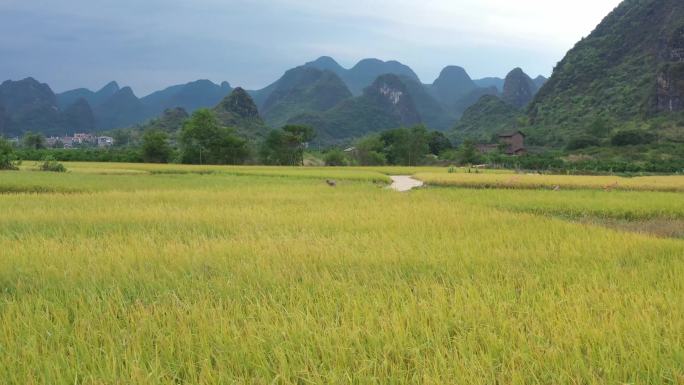 风吹水稻 水稻 丰收水稻 山区水稻 丰收